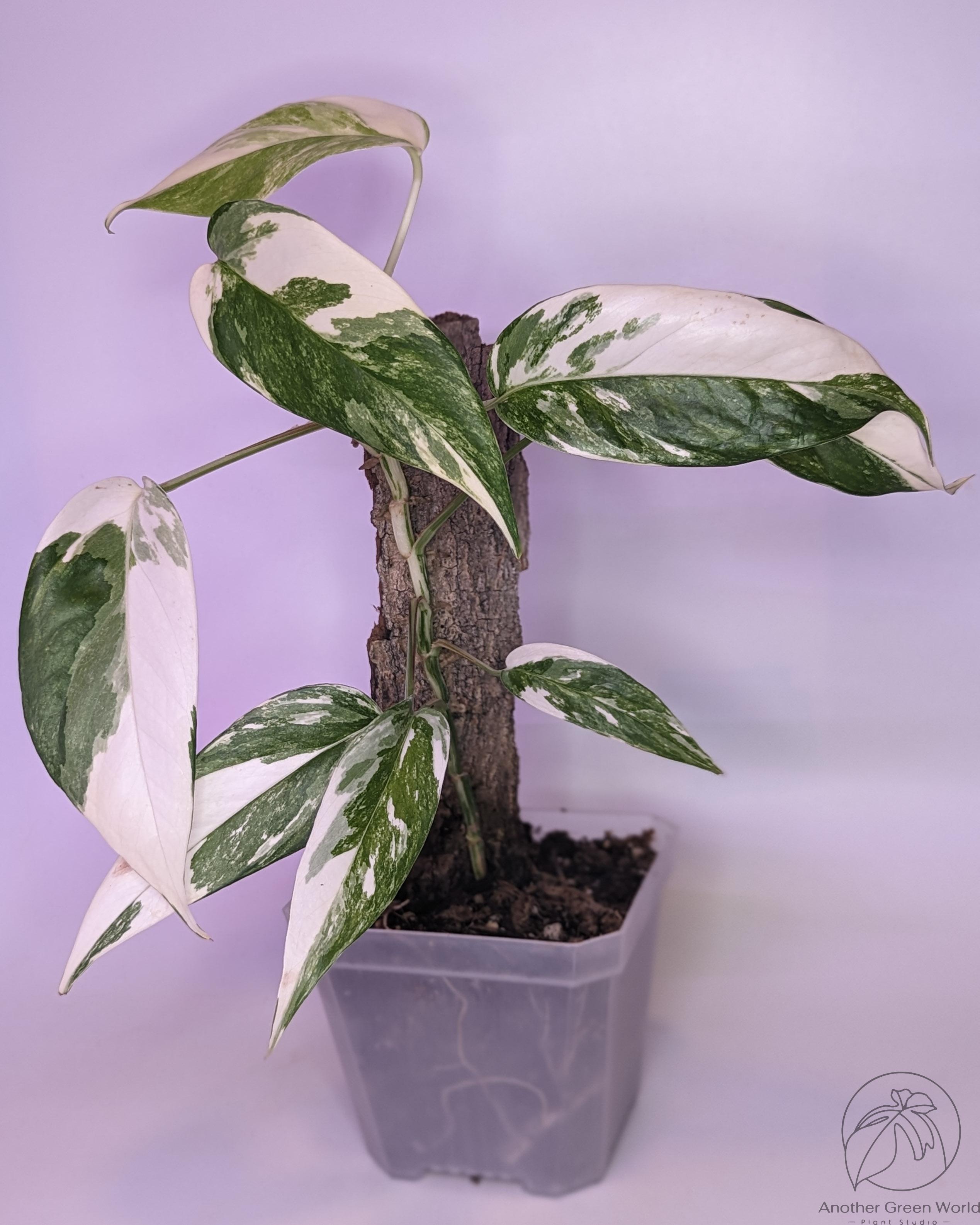 Pothos Epipremnum pinnatum albo variegata