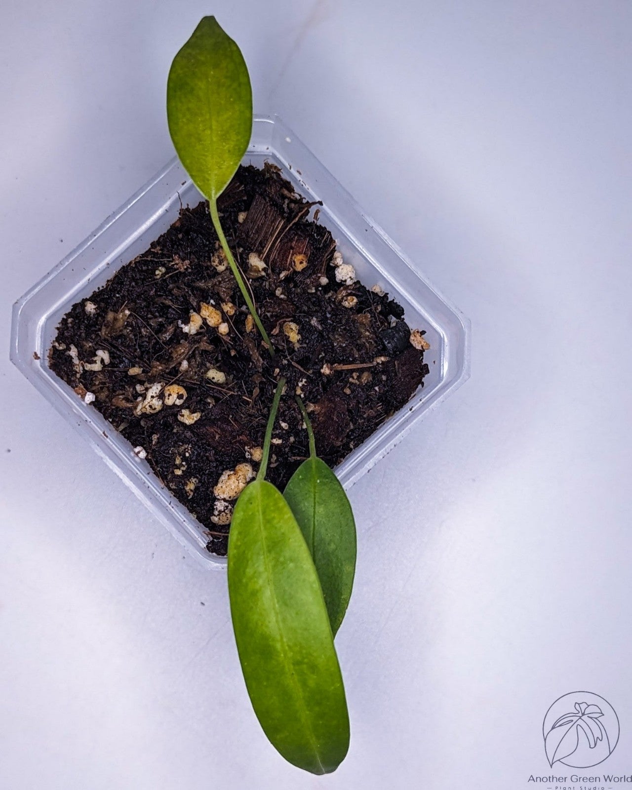 Anthurium Wendlingeri (Seedling)
