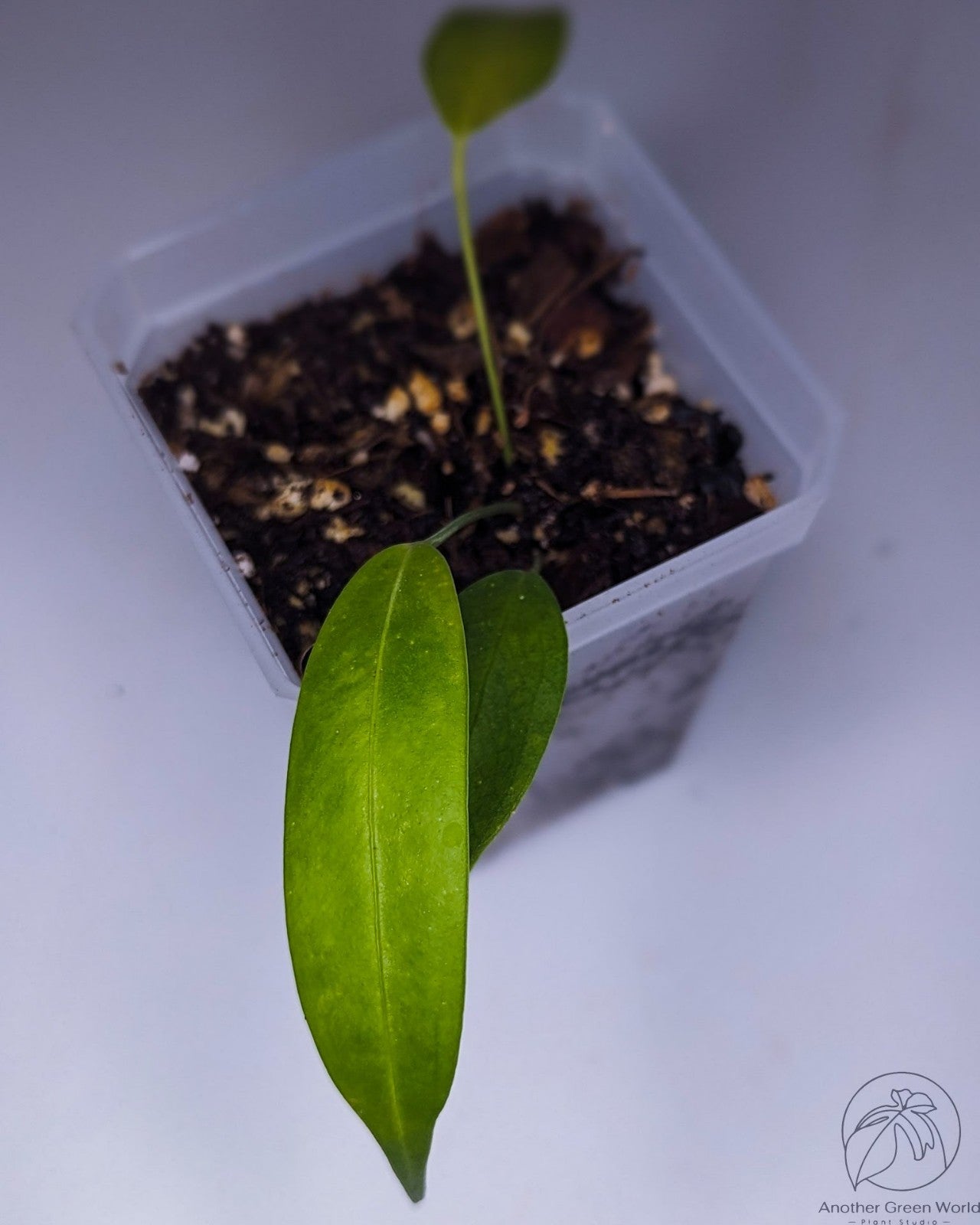 Anthurium Wendlingeri (Seedling)